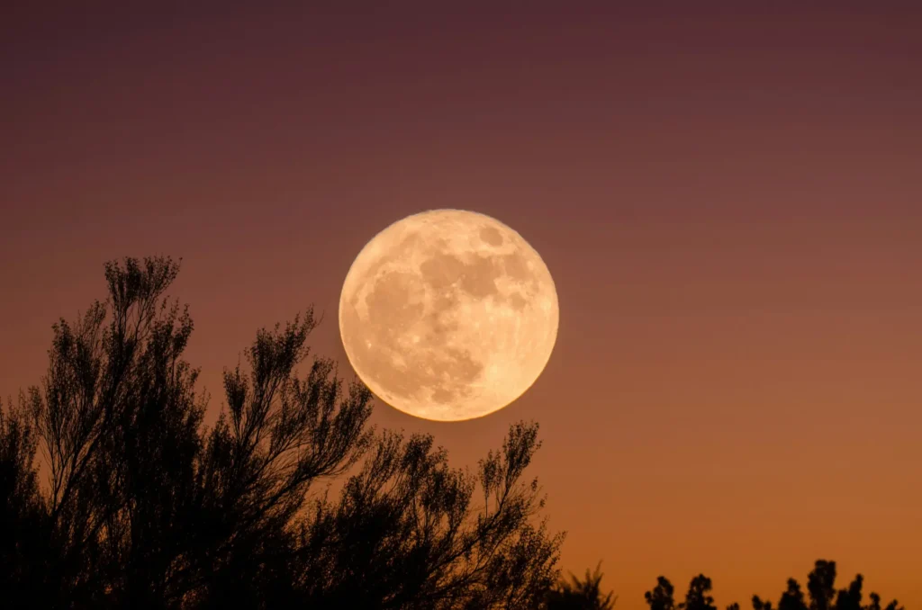 Full Moon over trees